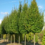 Hrab obyčajný (Carpinus betulus) ´PYRAMIDALIS´ - výška 400-450 cm, obvod kmeňa 10/12 cm, kont. C55L